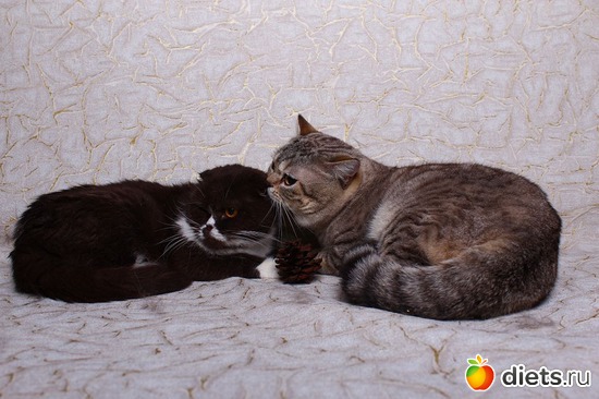 ����������, ������: ������� ��������, ����� ��������� ���������� �����