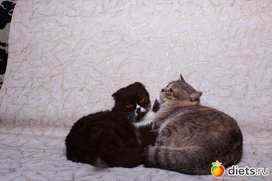 ����������, ������: ������� ��������, ����� ��������� ���������� �����