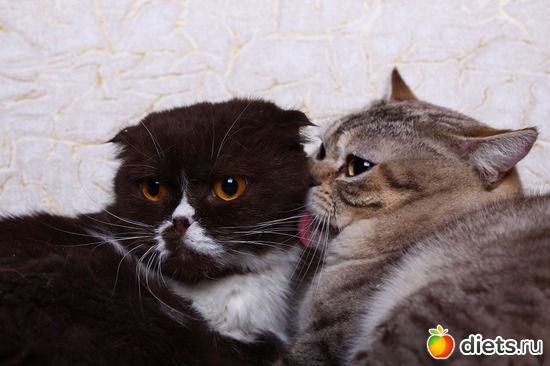 ������������, ������: ������� ��������, ����� ��������� ���������� �����