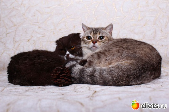 Договорились, альбом: свадьба Бусеньки, нашей вислоухой шотланской кошки