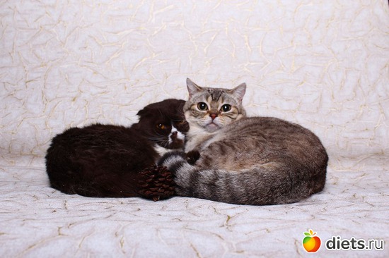 Договорились, альбом: свадьба Бусеньки, нашей вислоухой шотланской кошки