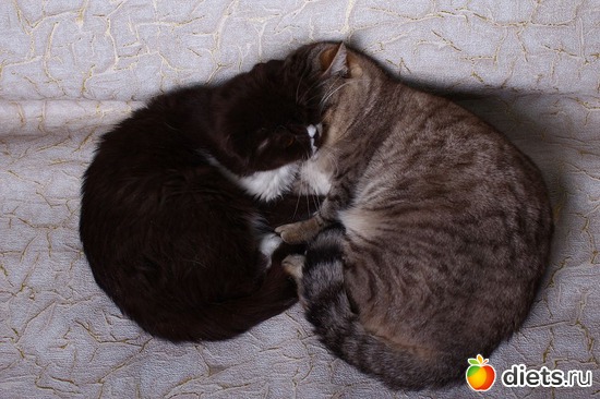 ������������, ������: ������� ��������, ����� ��������� ���������� �����