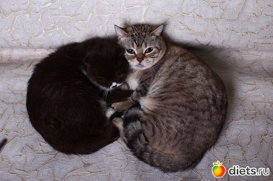 ������������, ������: ������� ��������, ����� ��������� ���������� �����