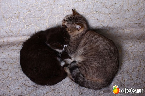 Договорились, альбом: свадьба Бусеньки, нашей вислоухой шотланской кошки