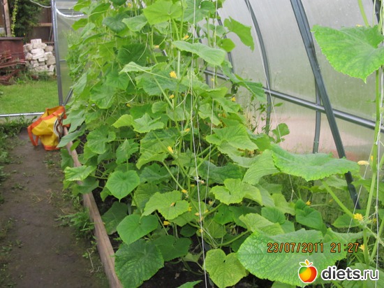 2 фото: Прошлогодний урожай=))