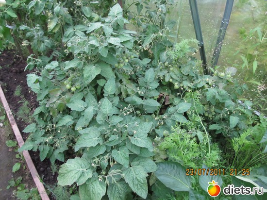 5 ����: ������������ ������=))