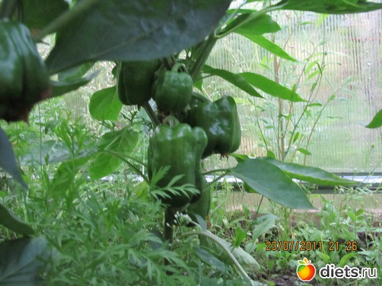 6 фото: Прошлогодний урожай=))