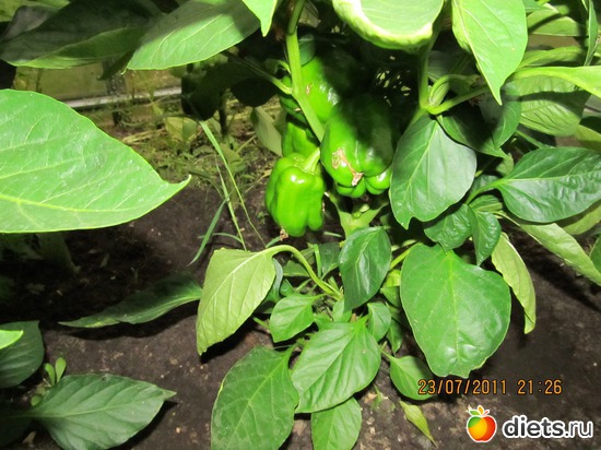 7 ����: ������������ ������=))