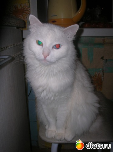 ��� ����, ������: ������