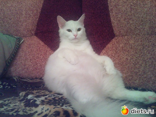 1 фото: мои кошки