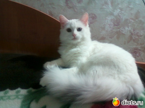 4 ����: ��� �����