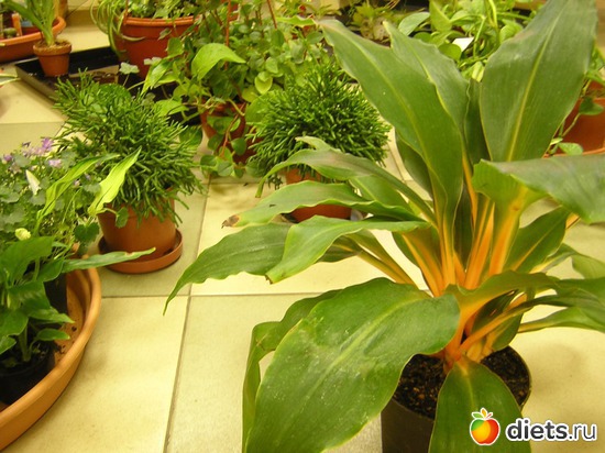 хлорофитум оранж, альбом: мои фото