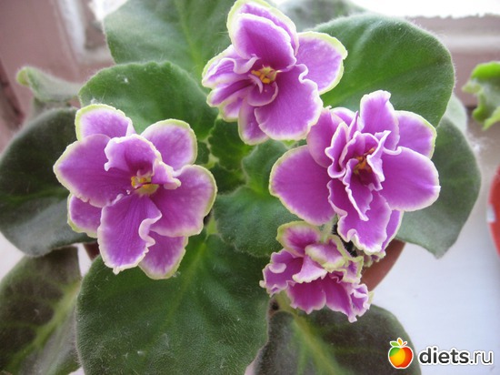 1 ����: �������