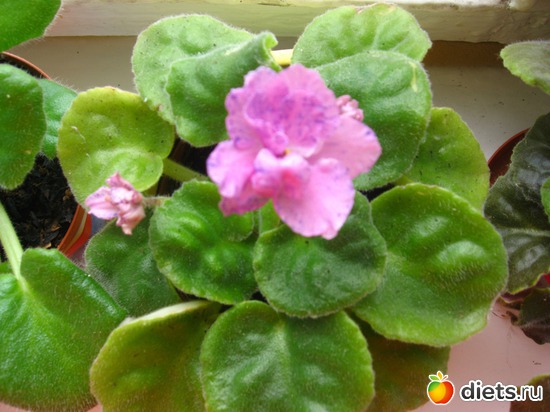 2 ����: �������