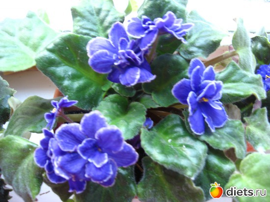 4 ����: �������