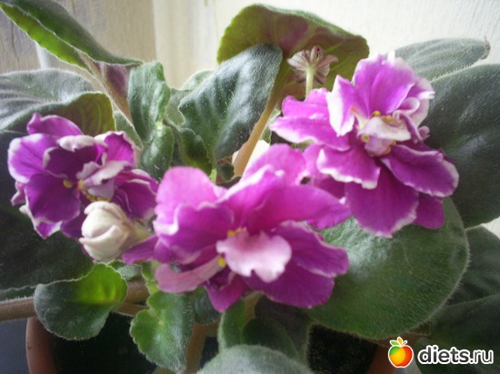 5 ����: �������