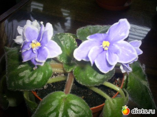 6 ����: �������