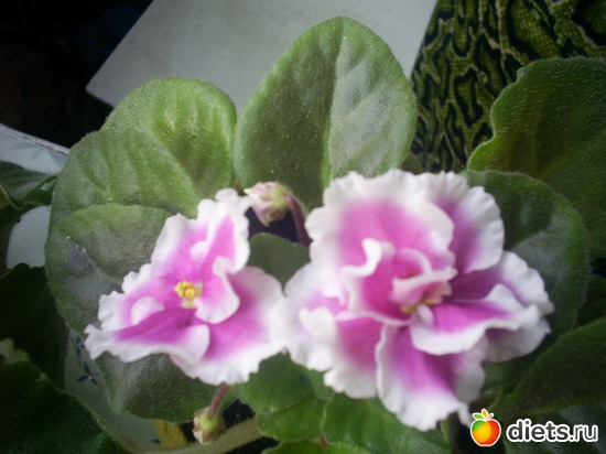 7 фото: Цветики