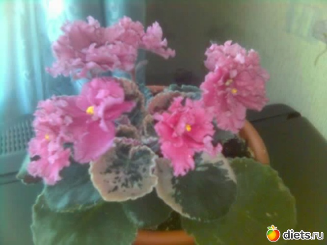 9 фото: Цветики