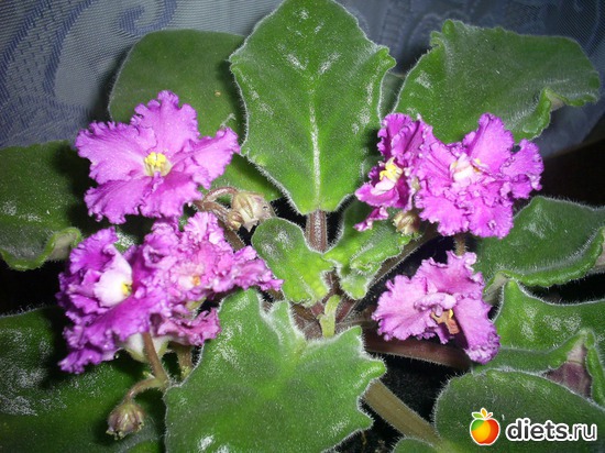 10 ����: �������