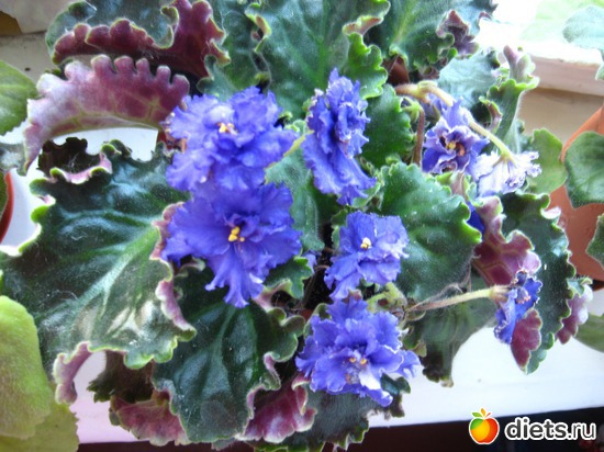 11 ����: �������