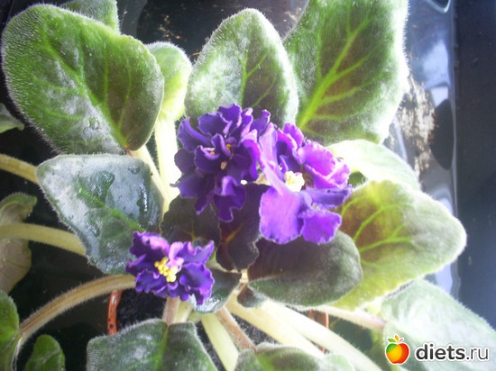 12 фото: Цветики