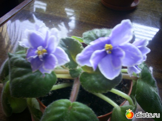 13 ����: �������