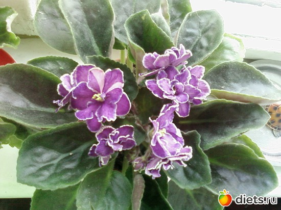 15 ����: �������