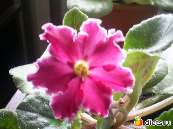 16 ����: �������