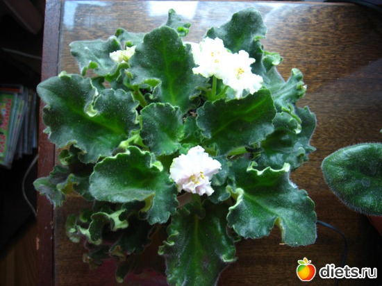 ���� � ��� ���!, ������: �������