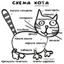 Схема кота