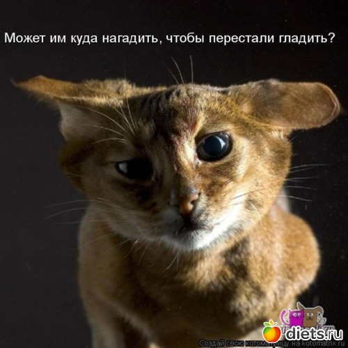 7 фото: Смешные кошки