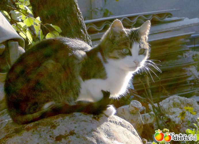 Маруся, альбом: кошки