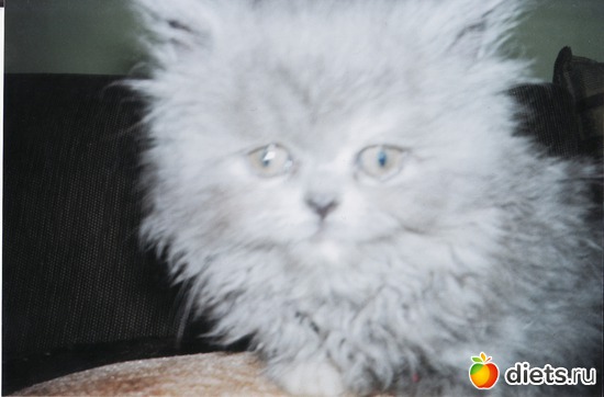 наша малышка 2мес., альбом: Моя кошечка-Мишель