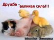 Начинаю дружить с огранизмом