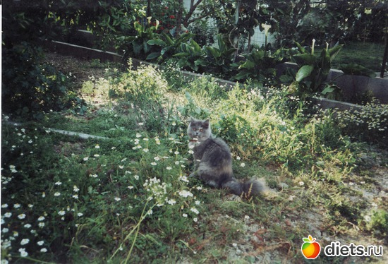 4 ����: ��� �������-������