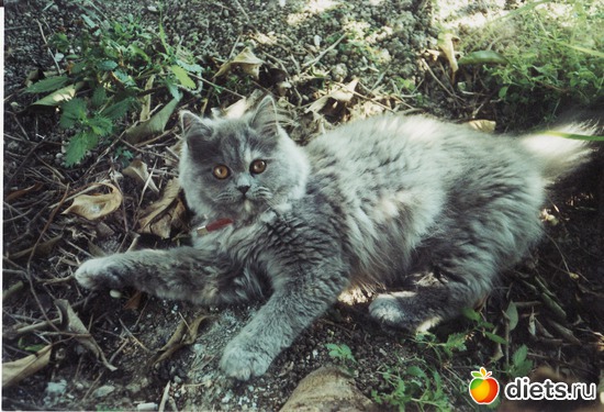 6 ����: ��� �������-������