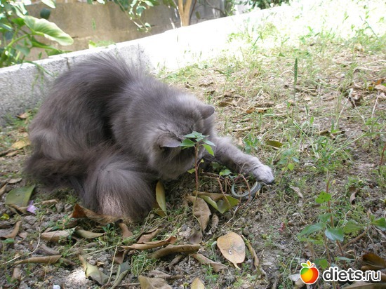 7 фото: Моя кошечка-Мишель