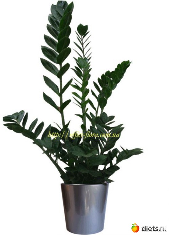 19 фото: Разное