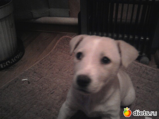 1 ����: ������-��������