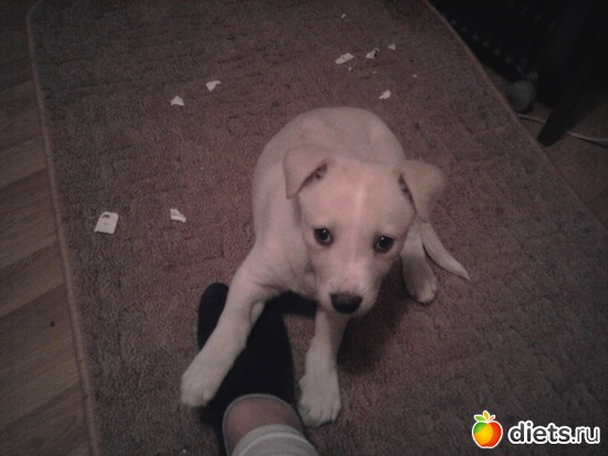 3 ����: ������-��������