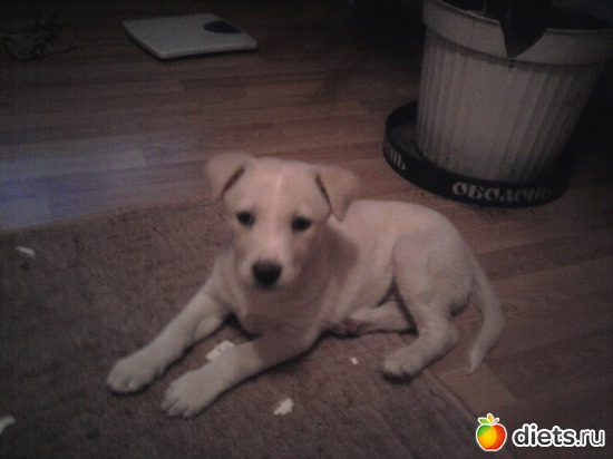 5 фото: собака-балабака