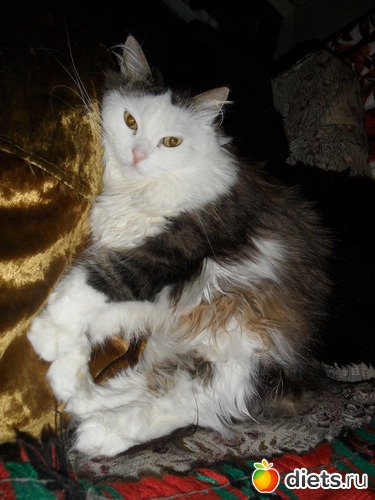 ����-V, ������: 1