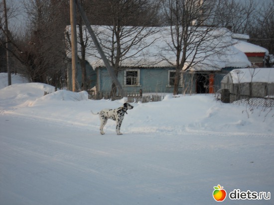 Мой долматин Юкар, альбом: Камчатская природа