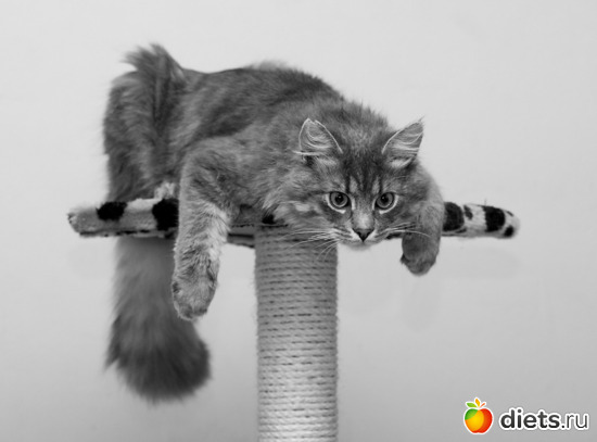 1 ����: ��� ������