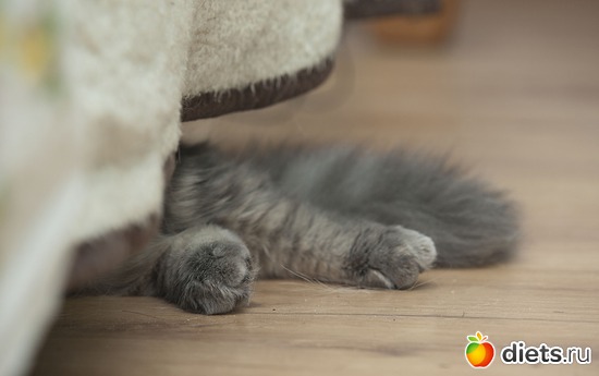 3 фото: мое зверье