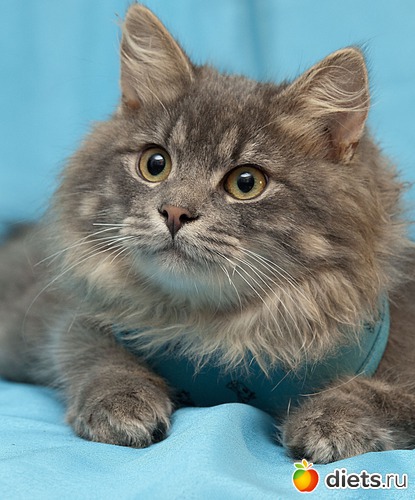 4 ����: ��� ������