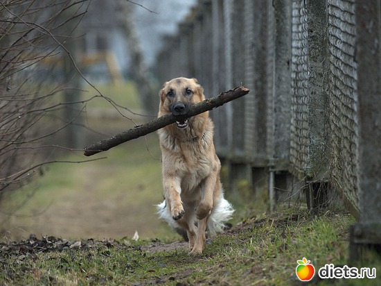 7 фото: мое зверье