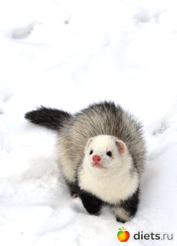 красавчик Буч, альбом: Моя жизнь