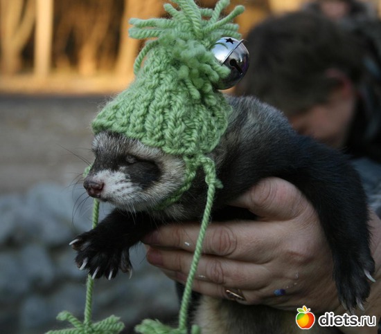 ������, ������: ��� �����